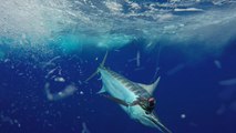 Visions of Granders: The Tuna-Marlin Connection