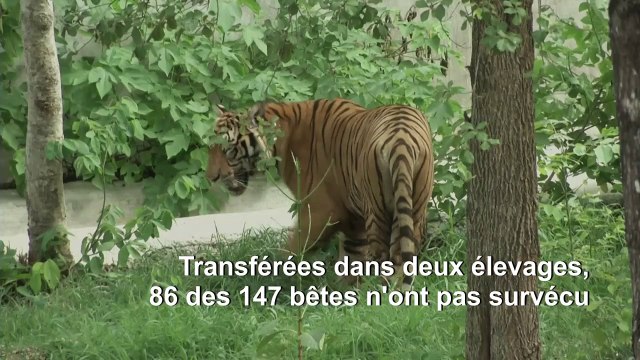 Thaïlande: des dizaines de tigres confisqués à un parc d'attraction n'ont pas survécu