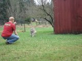 Son lynx vient lui faire un gros calin... Adorable