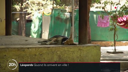 Inde : à Bombay, des léopards chassent dans les rues la nuit