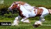 Alejandro Jesús Ceballos Márquez y 10 caballos sorprendentes