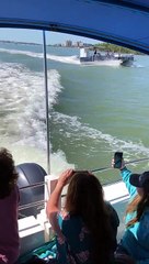 Dolphins Having Fun Doing Flips