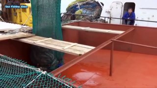 Amazing Automatic Fish Processing Line Machines Modern Technology - Big Catch in The Sea