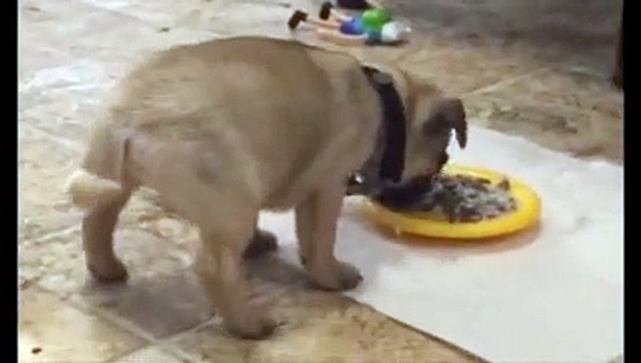 爆笑ｗｗ 食事中の子犬 何でこうなるの？？