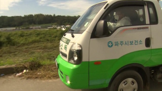 경기도, 확산 우려에 돼지 4천7백마리 매몰 처분 / YTN