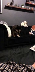 Dog Takes Leap of Faith from Lounge