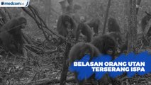 Terpapar Kabut Asap, Belasan Orang Utan Terserang ISPA