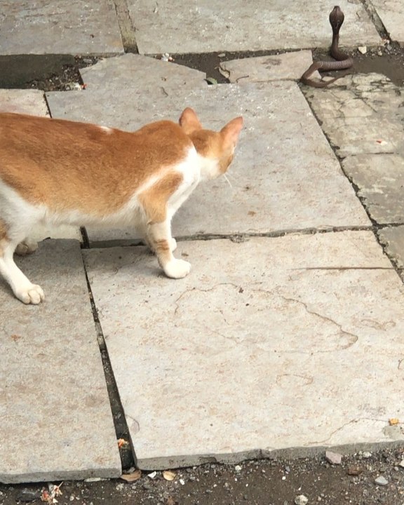 actor neil nitin mukesh share a video that shows four cats surrounding a snake