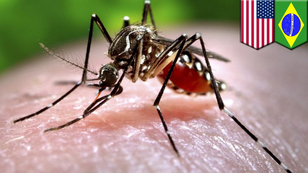 Experiment to reduce mosquitoes instead makes them stronger