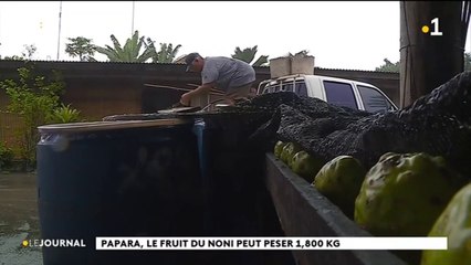 Au cœur du fenua : le noni en héritage