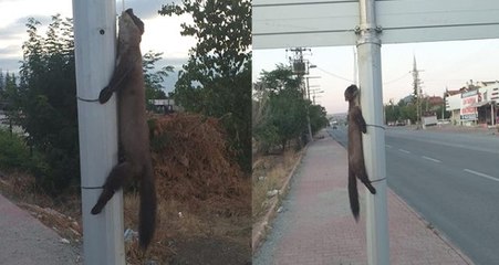Gelinciği boynundan ve ayaklarından bağlayıp direğe astılar