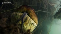 Ce plongeur rencontre un serpent anaconda de 7m de long sous l'eau !