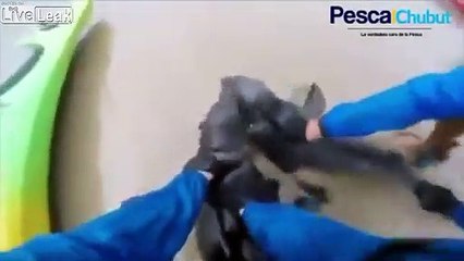 2 otaries libérées d'un filet de pêche !