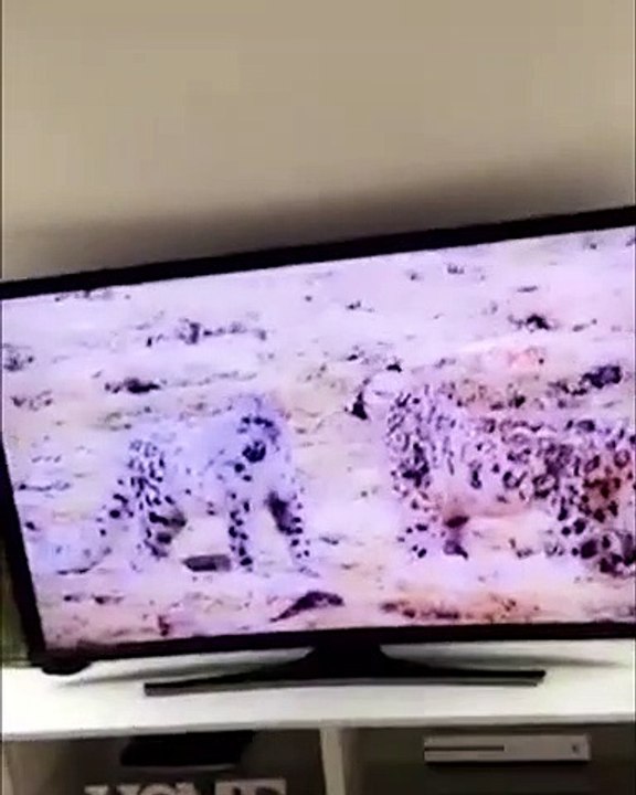 Les chats les plus peureux du monde... compilation surprise !