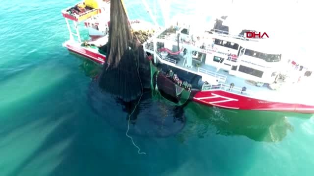 Sinop karadeniz'de hamsi bolluğu