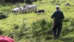 IRELAND 19.07 Sheep & dog show, Ring of Kerry 2, 8 Jun 2019 - Stabilized