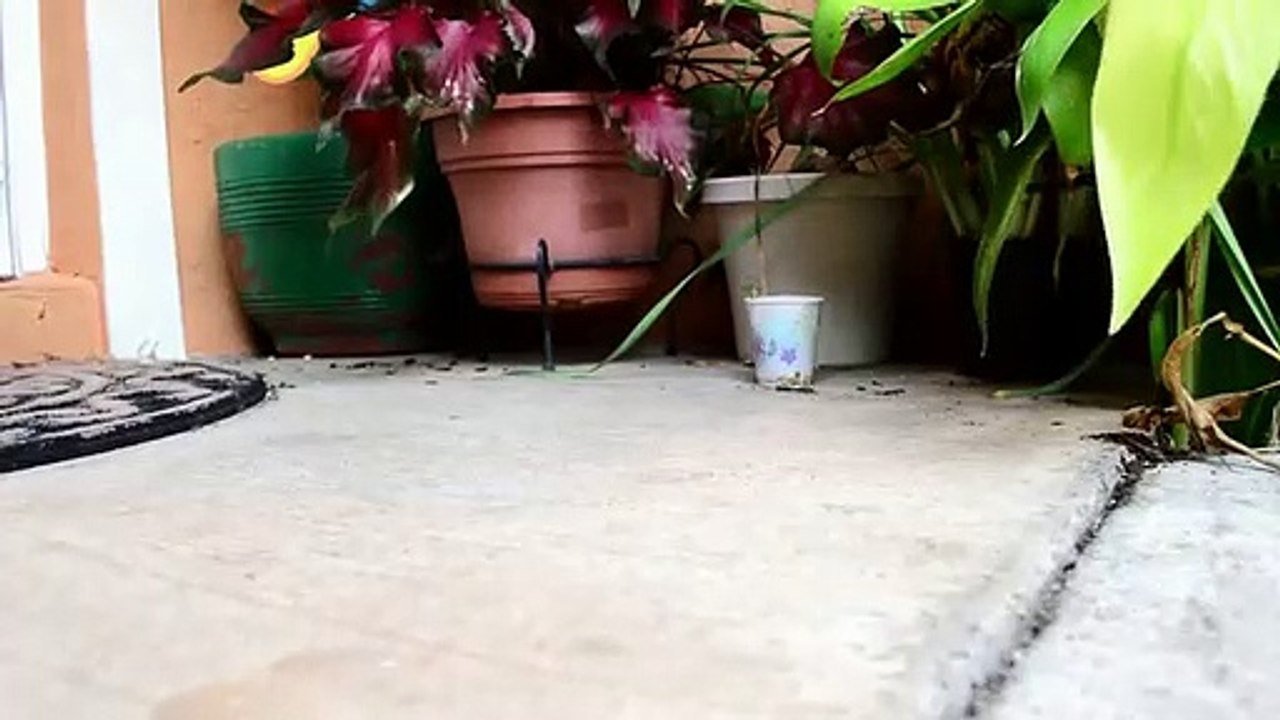 Woman Walking in Purple Slippers Outside Her Home