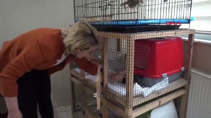 Makam odasında yaralı hayvanlara bakan müdüre ceza