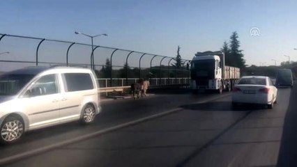 Çevre yoluna giren eşekler trafiği karıştırdı