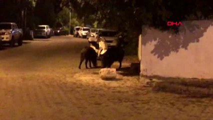 Muğla yaban domuzları şehir merkezine indi