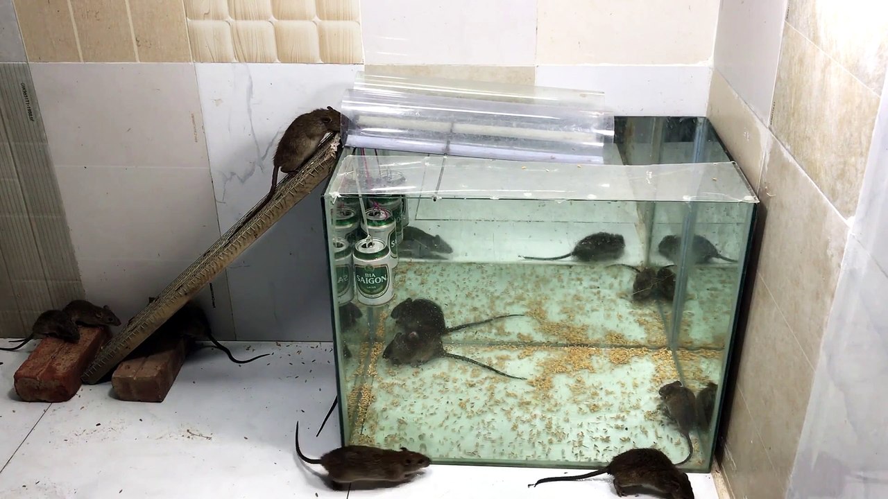 Perangkap Top Glass Rat-Perangkap Tikus air buatan rumah terbaik-Perangkap tikus terbaik dengan memo