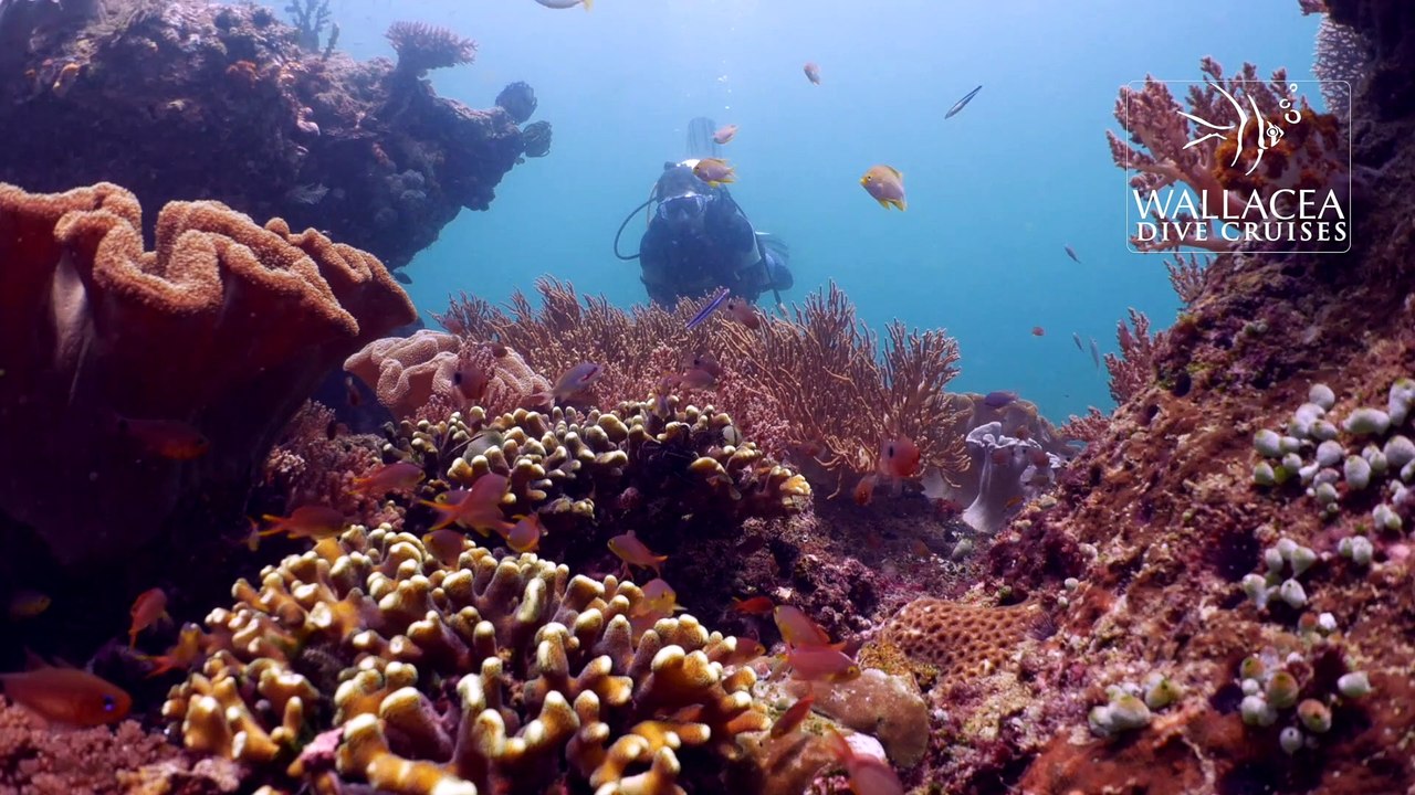 Wallacea Dive Cruises