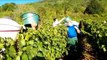 Besançon: les vendanges  aux vignes municipales de Port Douvot à Velotte