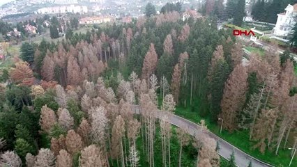 Rize dev kabuk böceğinin istila ettiği ladin ormanlarına 'terminatör böcek'