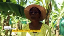 Pesticide : la Martinique empoisonnée par le chlordécone