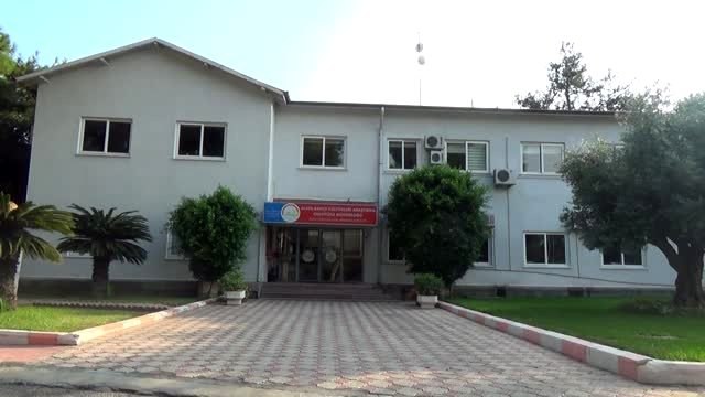 Mersin'de verimi yüksek iki yeni muz çeşidi geliştirildi