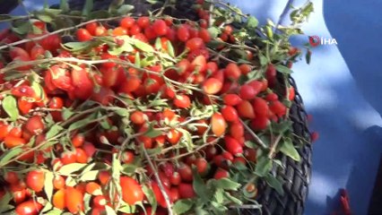 Simav'da 'Goji Berry' projesi