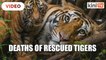 Thai 'Tiger Temple' blames government for deaths of rescued tigers
