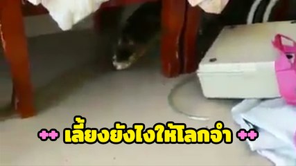เลี้ยงสัตว์ยังไงให้โลกจดจำ... แหม !! ทำเหมือนเป็นหมาแมวเลย