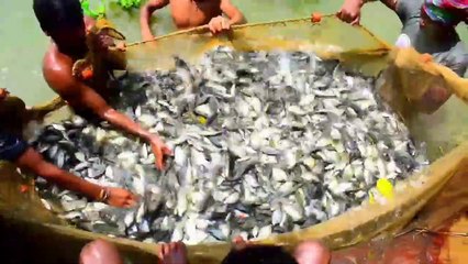 Net Fishing Monopriya Fish Catching in Pond Travel Tride