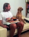 Cet adorable chien fait semblant de ne pas regarder son maître qui est en train de manger