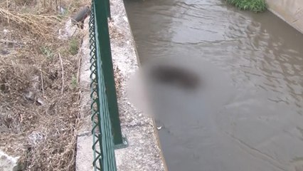 Sokak köpeklerini zehirleyip, dereye attılar
