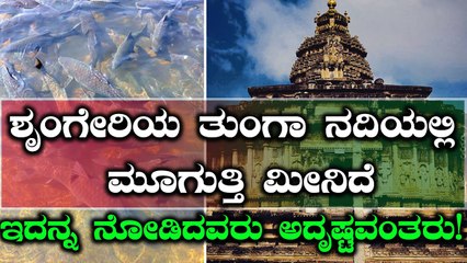 ಶೃಂಗೇರಿ ಶಾರದಾಂಬ ದೇವಸ್ಥಾನದ ತುಂಗಾ ನದಿಯಲ್ಲಿರುವ ಮೂಗುತ್ತಿ ಮೀನನ್ನ ನೋಡಿದರೆ ಅದೃಷ್ಟ | Oneindia Kannada