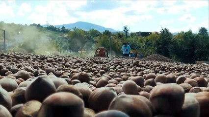 موسم حصاد البندق.. ذهب تركيا الأخضر