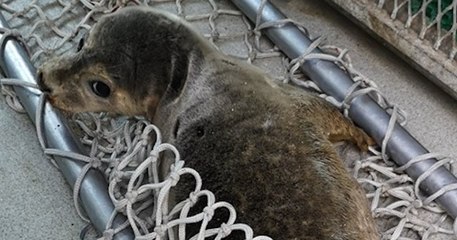 Un pêcheur s'acharne sur un bébé phoque échoué sur une plage