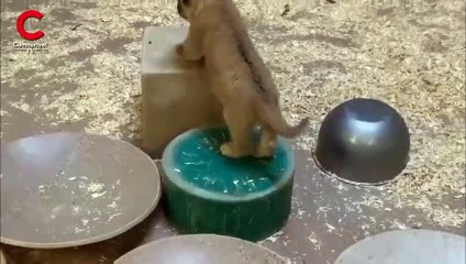 Aslanın yavrusuyla ilk karşılaşma anı