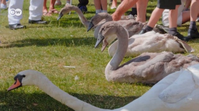 Censo dos cisnes britânicos é questão ambiental