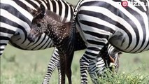 La zebra a pois di Mina esiste davvero: l'avvistamento in Kenya | Notizie.it