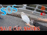 Guys Save Swan Stranded on Busy Motorway