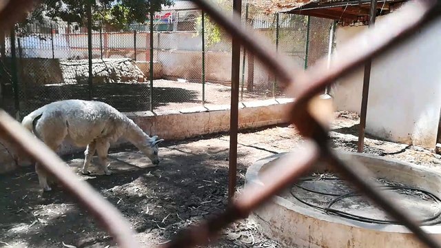 African White Lama In Egyptian Zoo