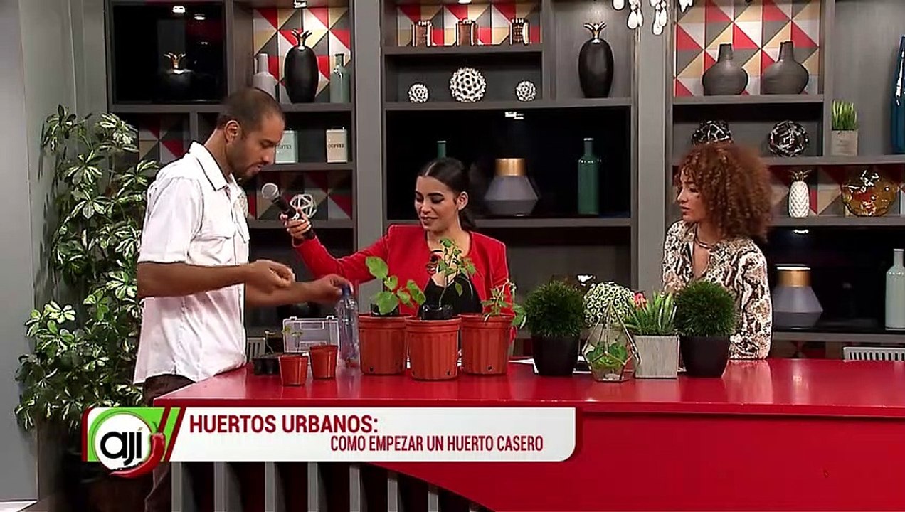 "Huertos urbanos" Cómo empezar un huerto casero - Nex Panamá