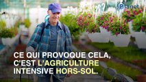 L'agriculture intensive fait apparaître des aurores boréales en Bretagne