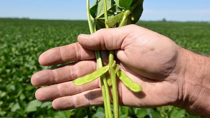 Europa busca alternativas a la soja transgénica
