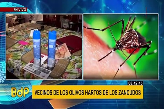 Vecinos de Los Olivos denuncian invasión de zancudos en sus viviendas