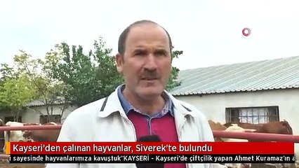 Kayseri'den çalınan hayvanlar, Siverek'te bulundu