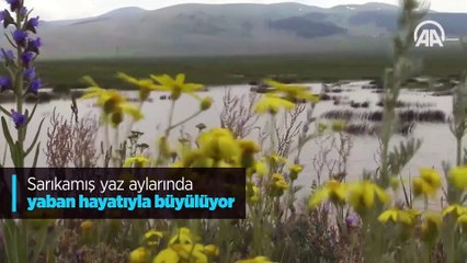 Sarıkamış yaz aylarında yaban hayatıyla büyülüyor